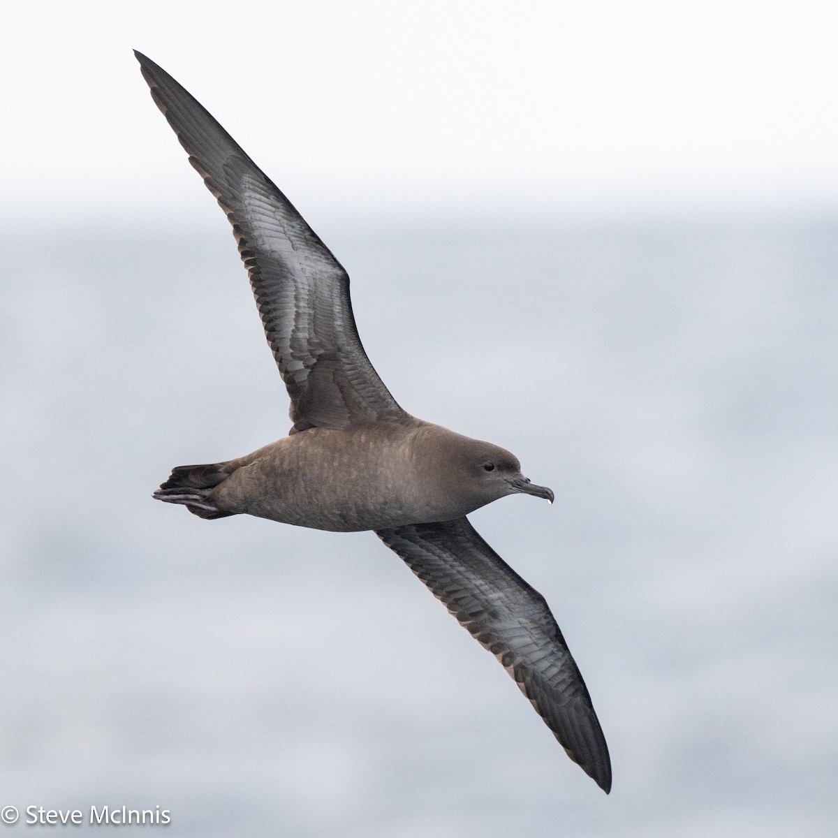 Berta grigia - ML646410114