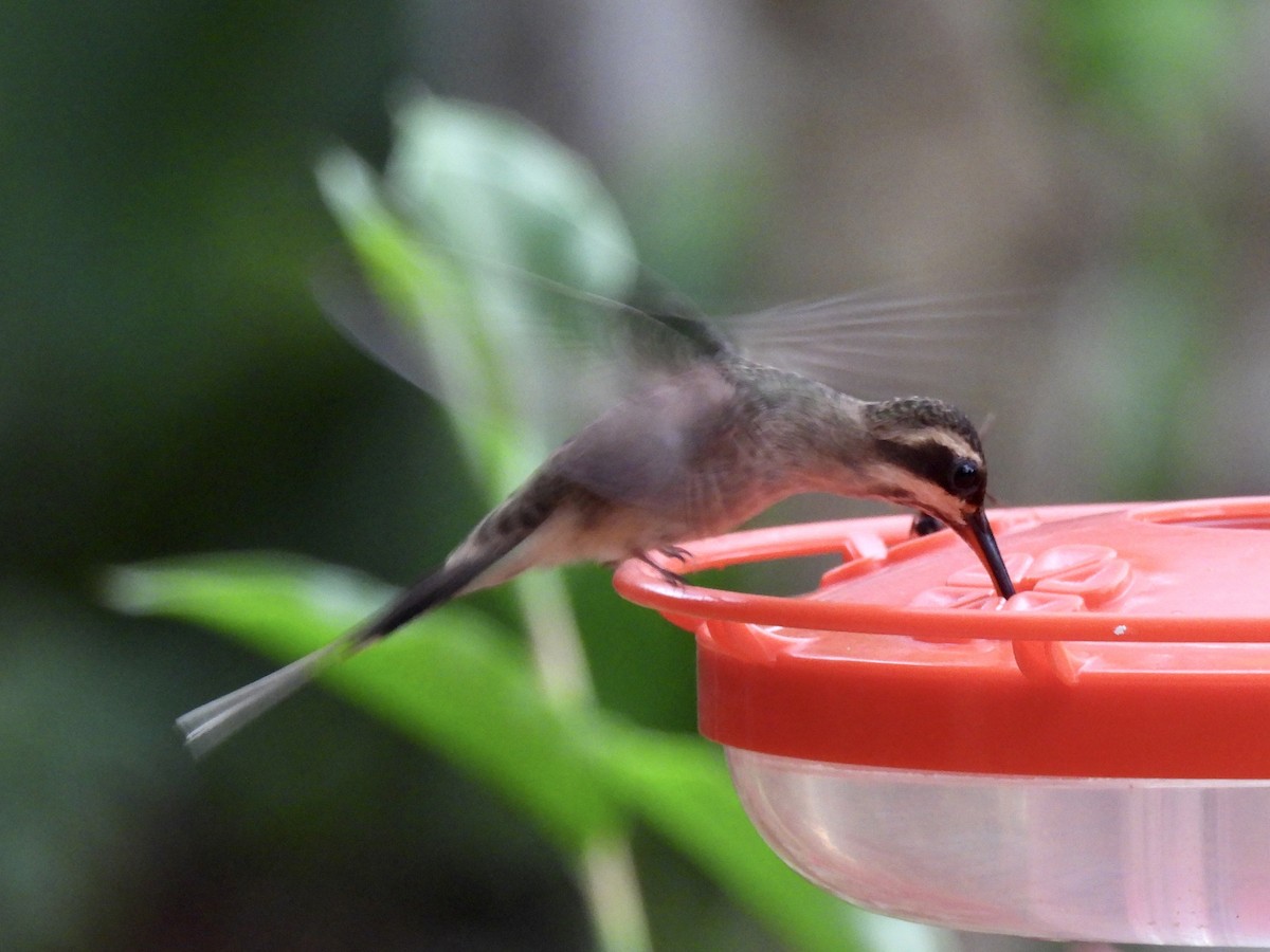 Pale-bellied Hermit - ML646410115