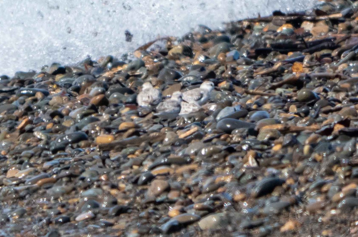 Sanderling - ML646410116