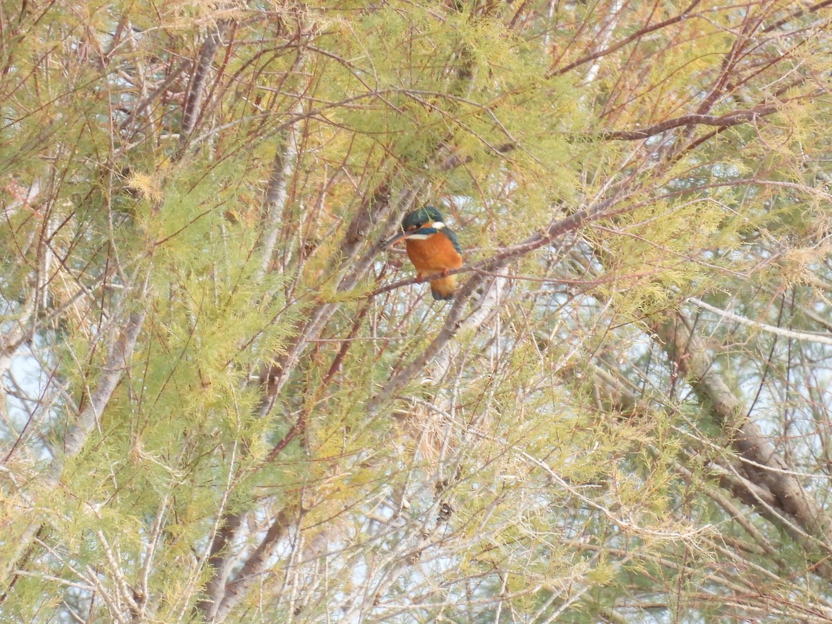 Yalıçapkını - ML646410119