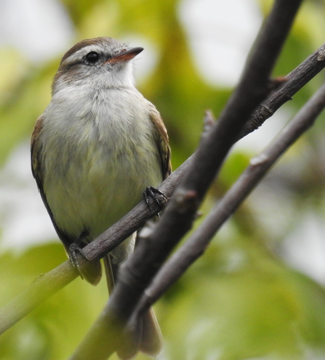 Mouse-colored Tyrannulet - ML646410128