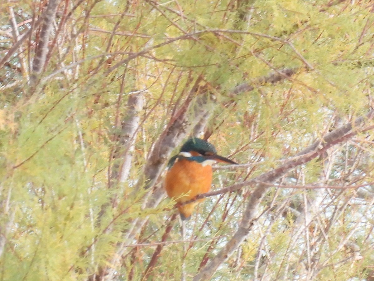 Yalıçapkını - ML646410130