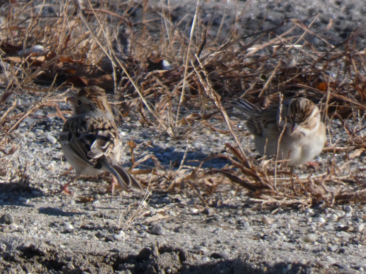 Clay-colored Sparrow - ML646410131