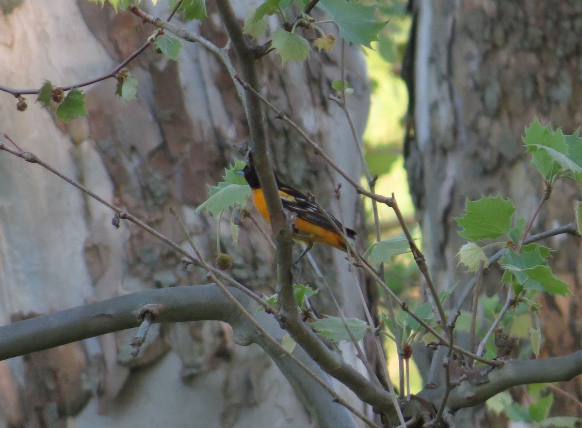 Baltimore Oriole - ML646410132