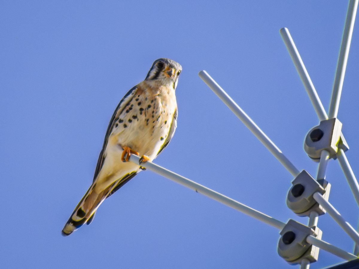 American Kestrel - ML646410133