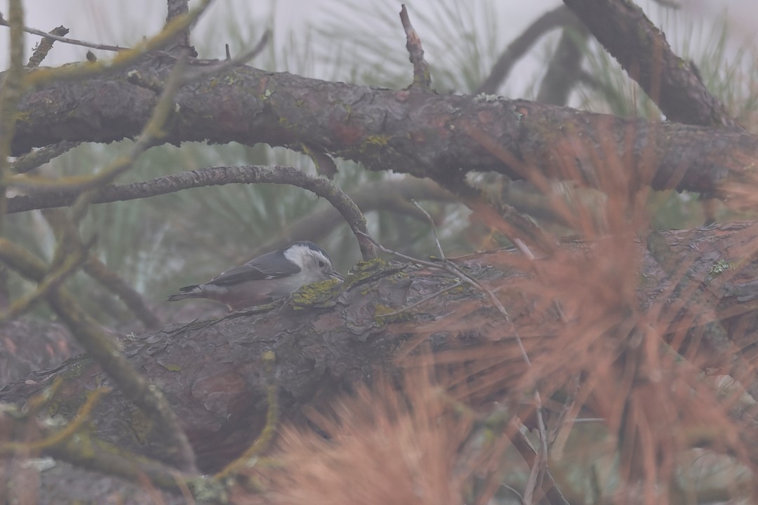 White-breasted Nuthatch - ML646410134