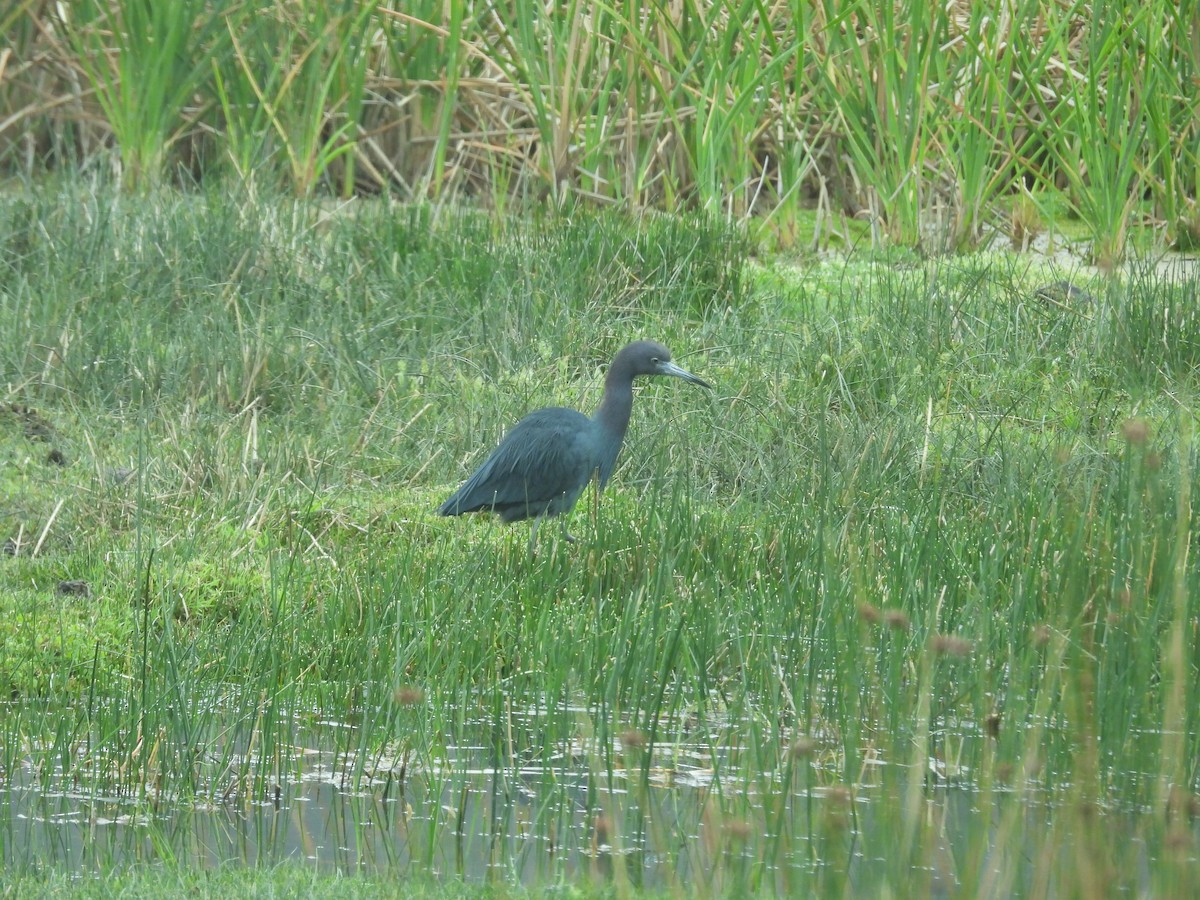 volavka modrošedá - ML646410135