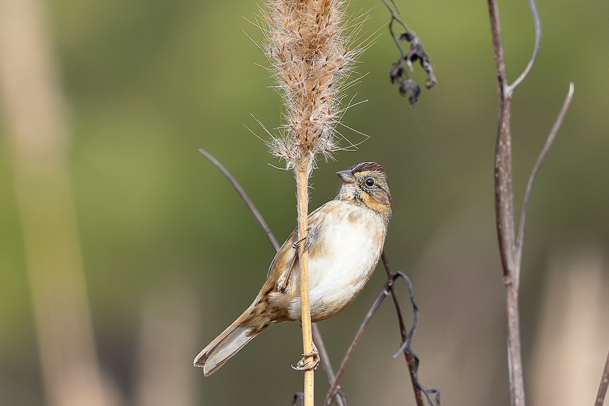 Swamp Sparrow - ML646410136