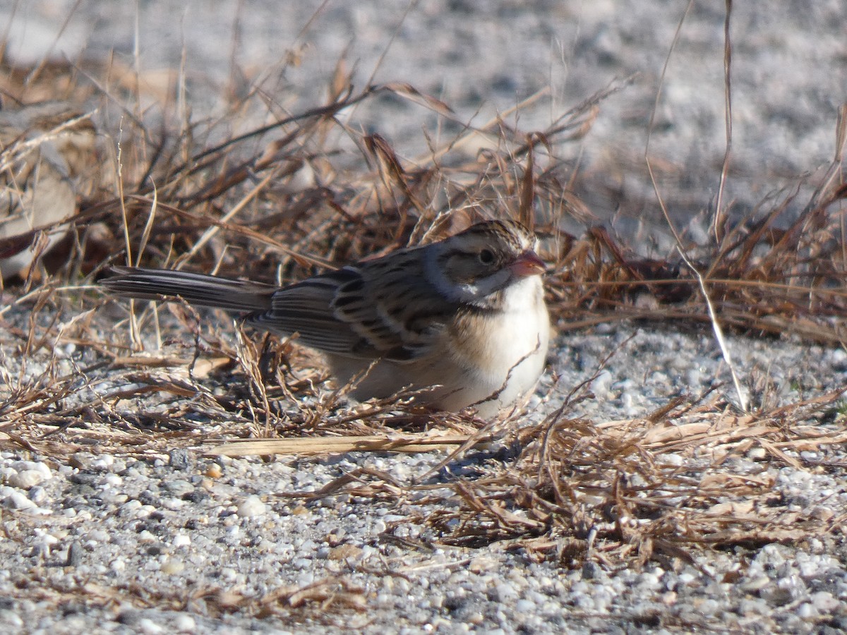 Clay-colored Sparrow - ML646410138