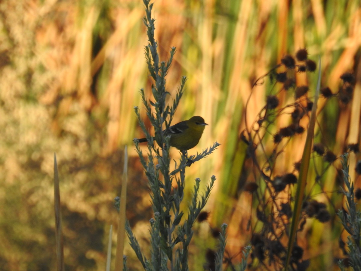 Orchard Oriole - ML646410139