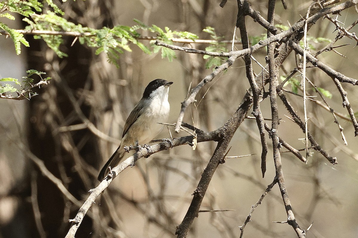Arabian Warbler - ML646410140
