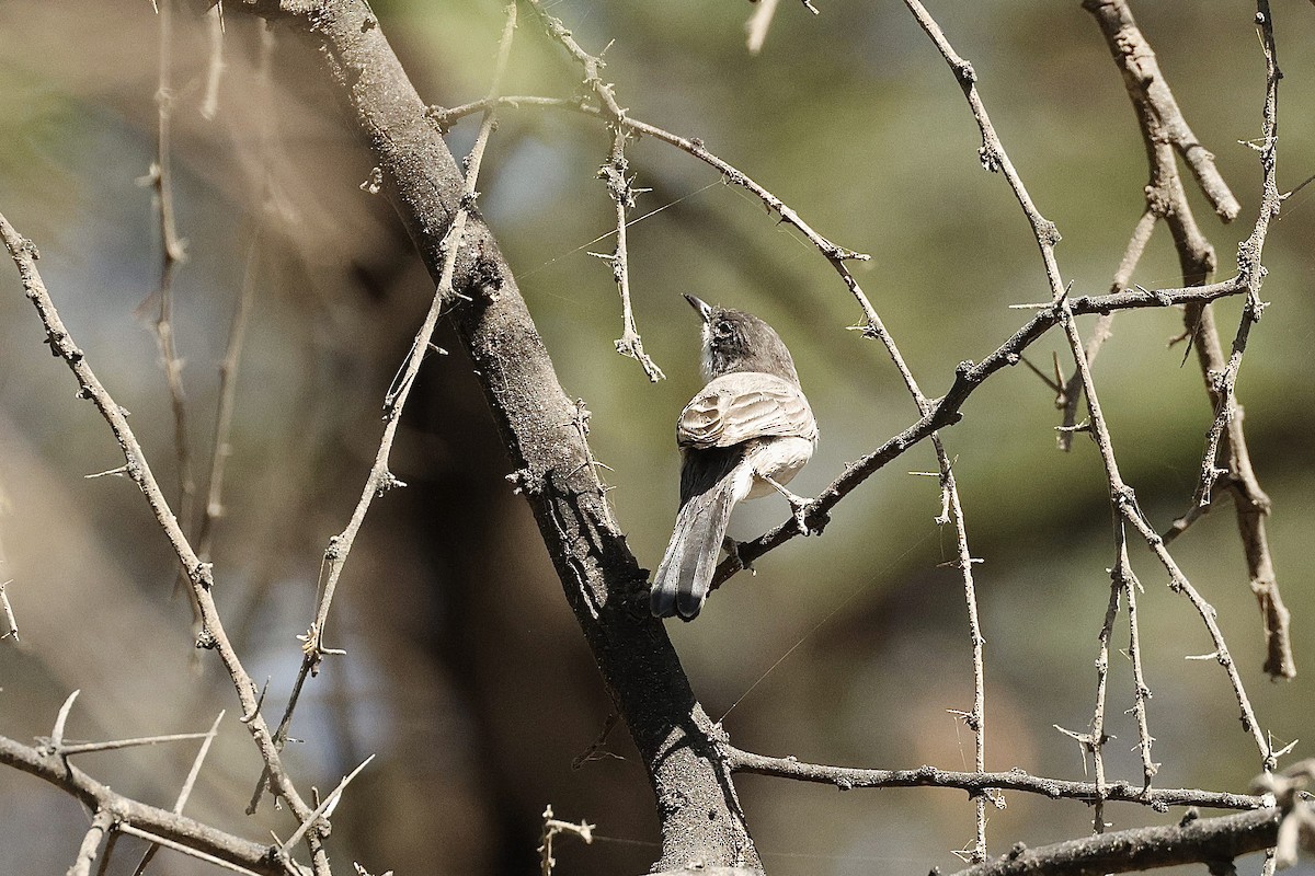 Arabian Warbler - ML646410141