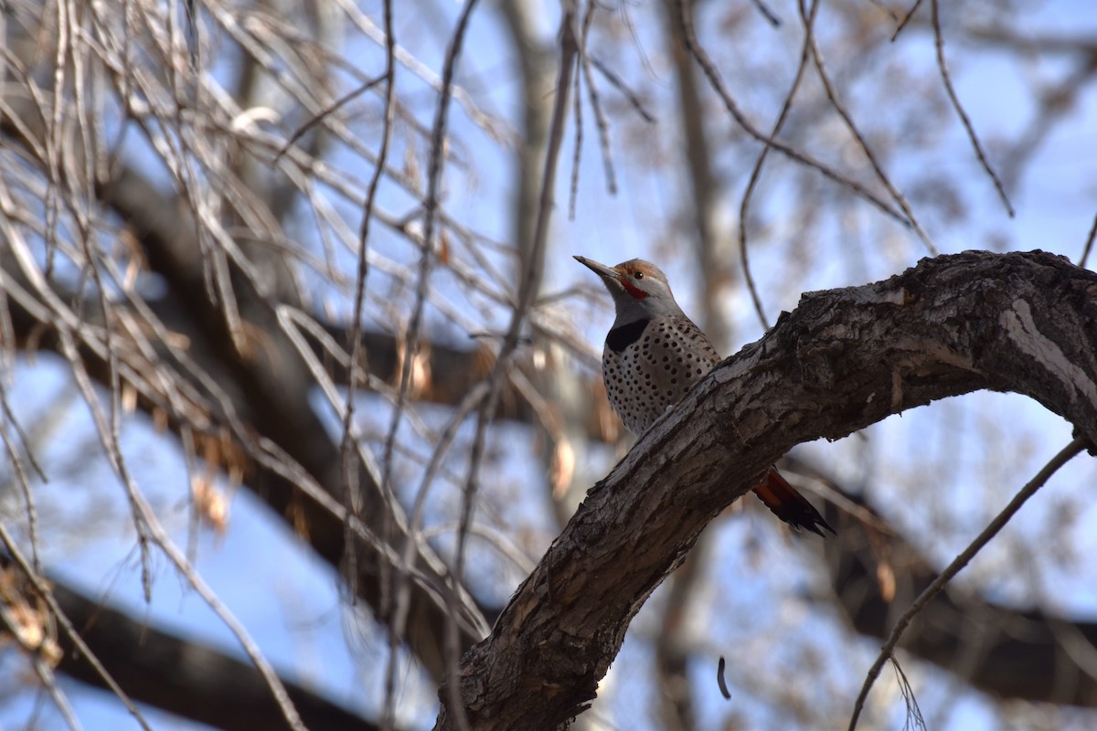 Northern Flicker - ML646410142
