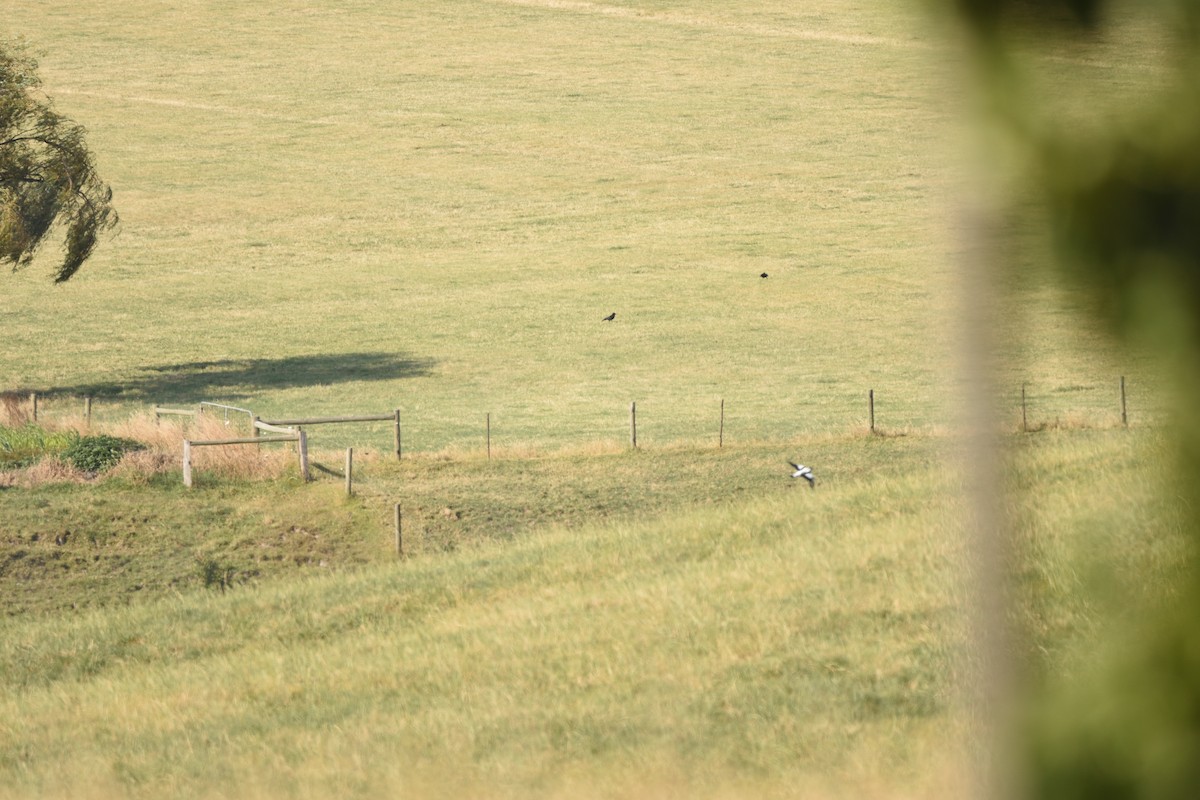 Крук малий - ML646410144