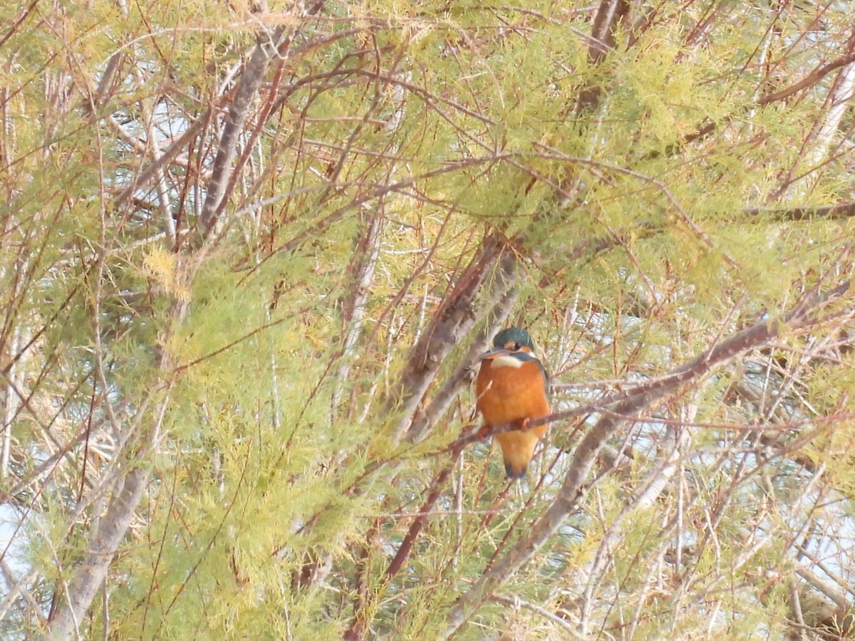 Yalıçapkını - ML646410148