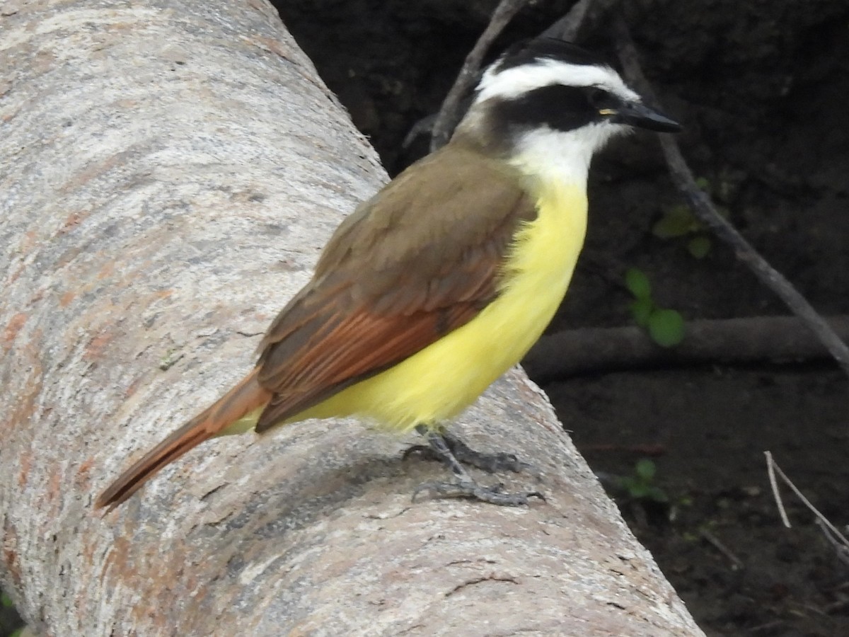 Great Kiskadee - ML646410149