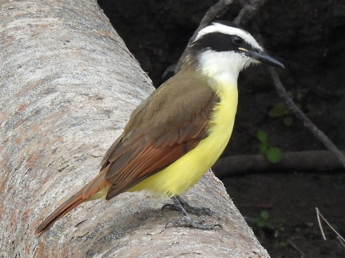 Great Kiskadee - ML646410150