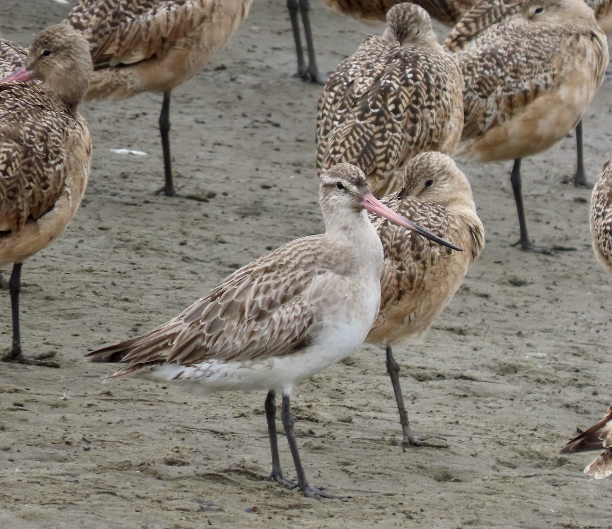 břehouš rudý - ML646410152