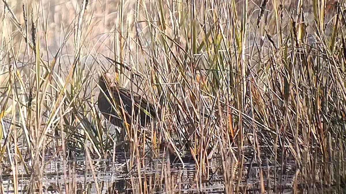 Ridgway's Rail - ML646410155