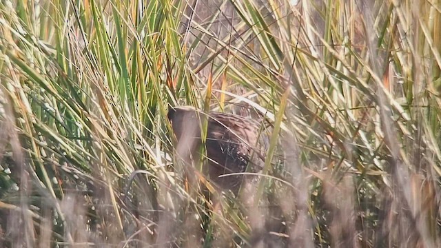 Пастушок каліфорнійський - ML646410156