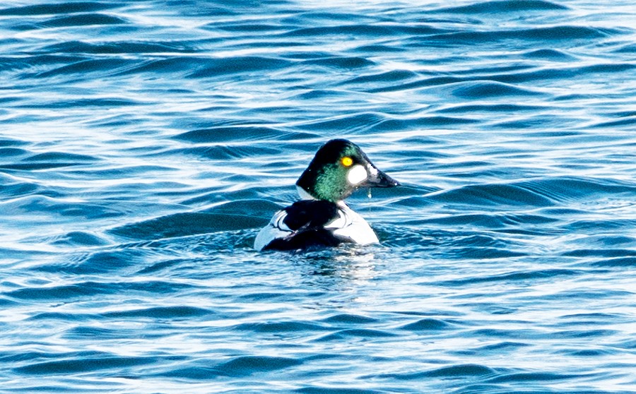 Алаг шунгаач - ML646410157