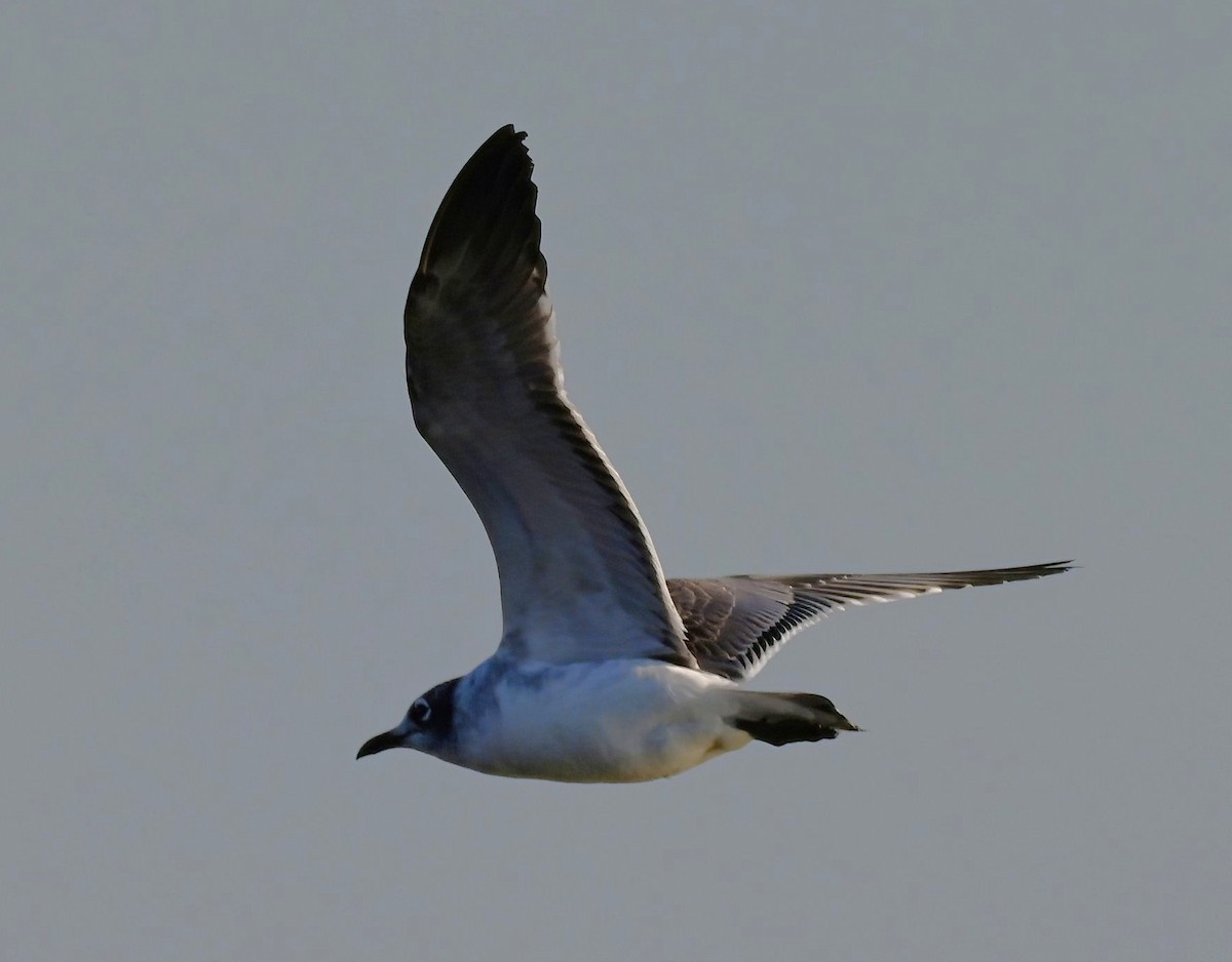 racek vnitrozemský - ML646410158