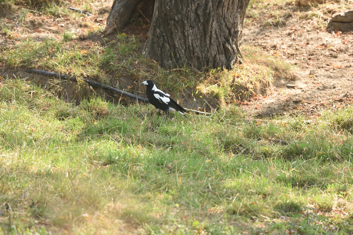 Сорочиця велика (підвид telonocua/tyrannica) - ML646410159