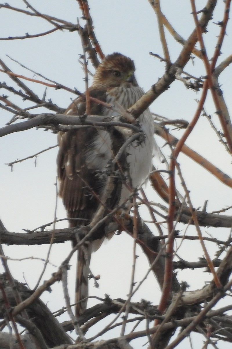 Cooper's Hawk - ML646410161
