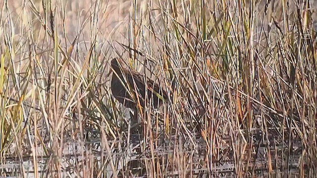 Ridgway's Rail - ML646410162