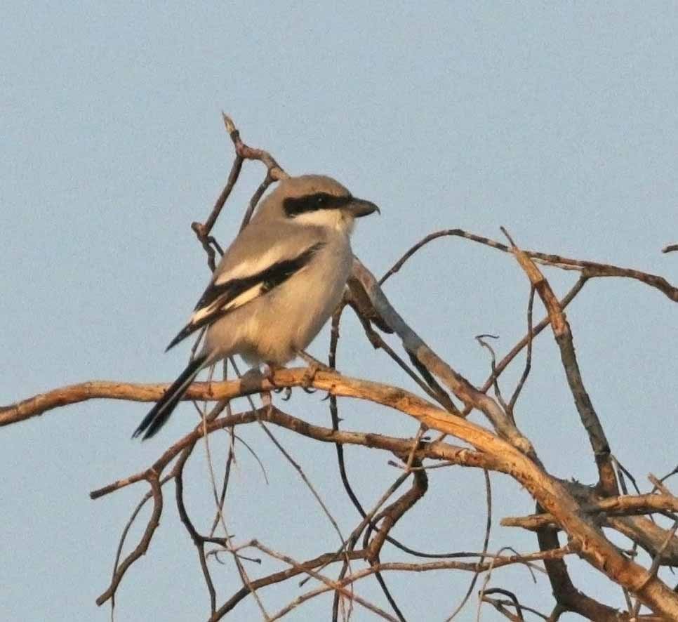 Great Gray Shrike (Arabian) - ML646410163