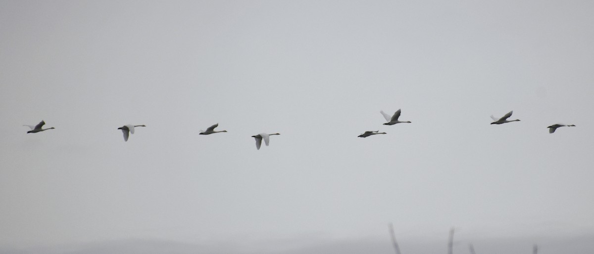 Trumpeter Swan - ML646410165