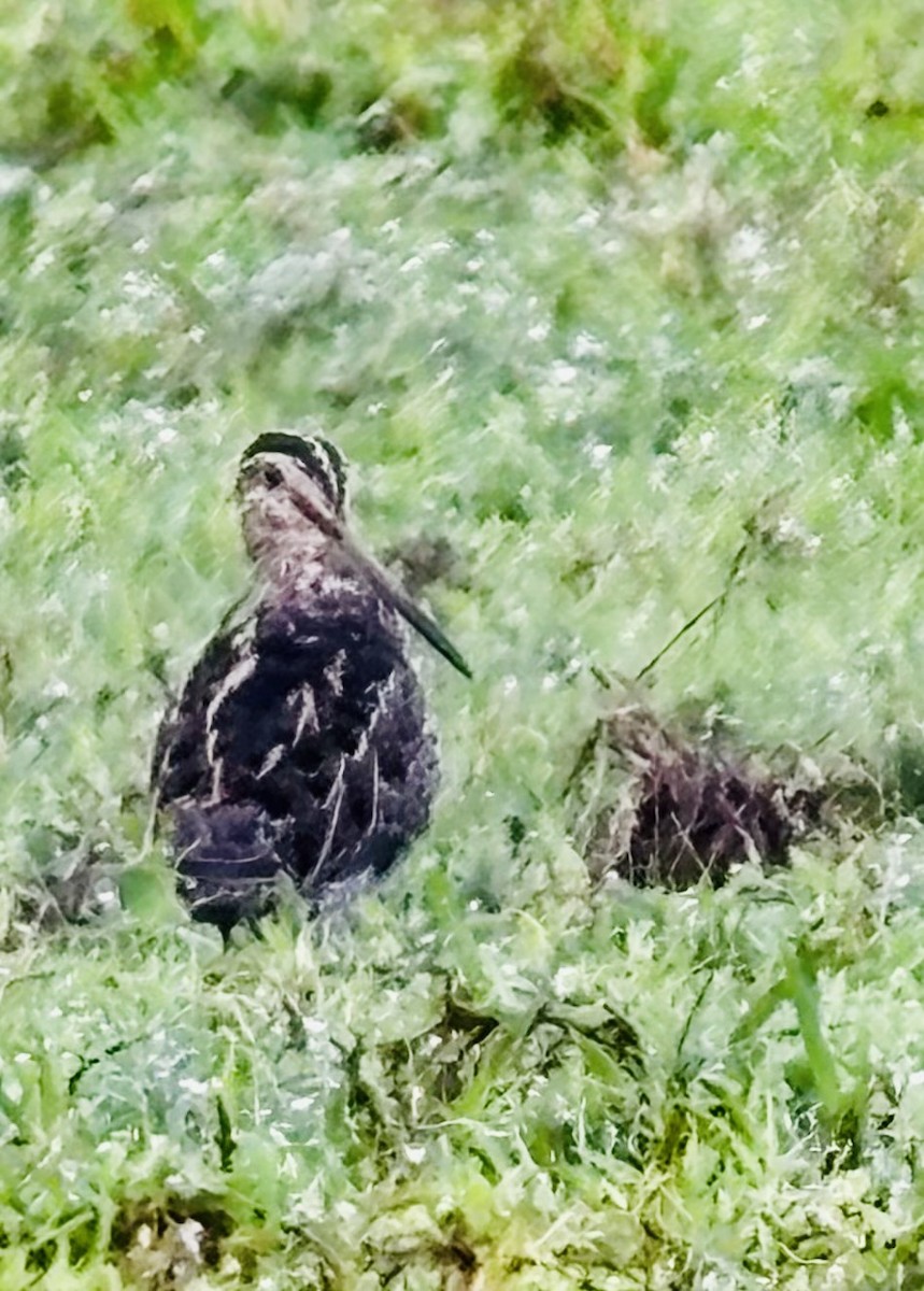 Wilson's Snipe - ML646410166