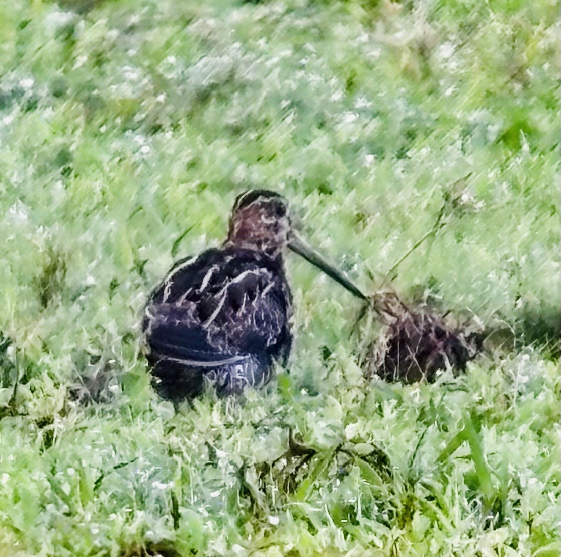 Wilson's Snipe - ML646410167
