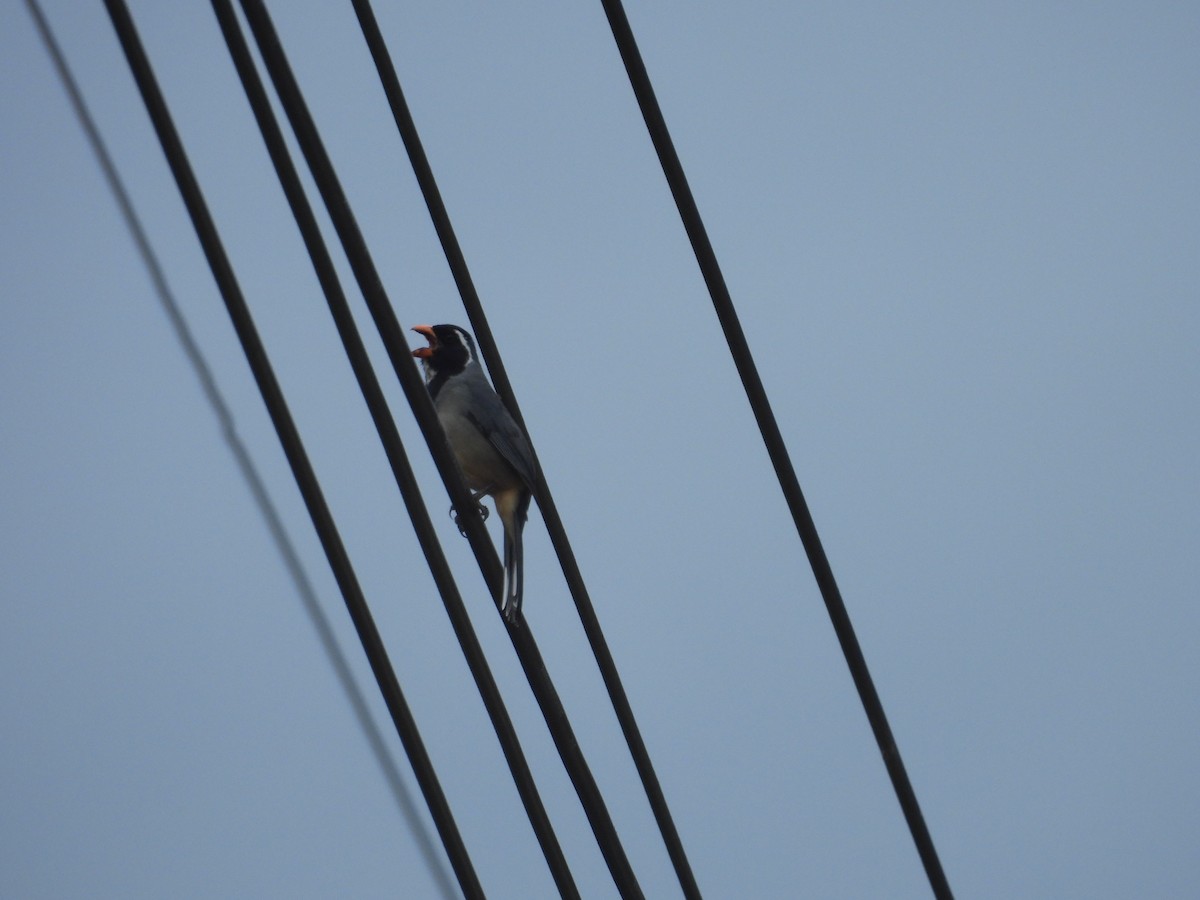 Golden-billed Saltator - ML646410168