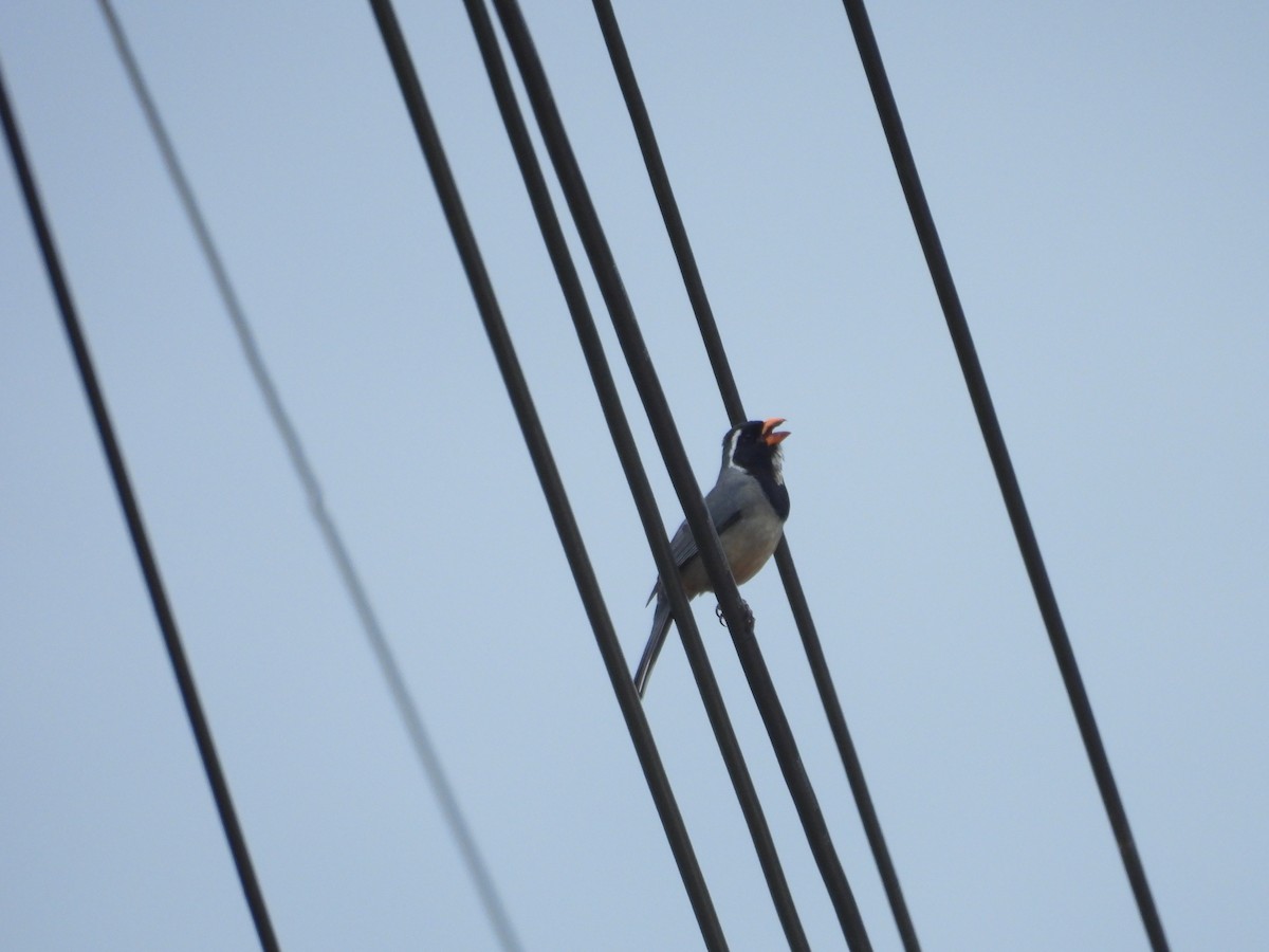 Golden-billed Saltator - ML646410169