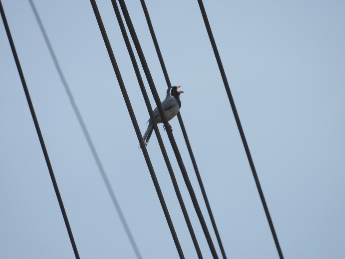 Golden-billed Saltator - ML646410170