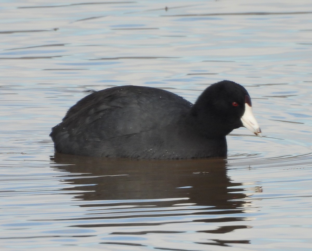 American Coot - ML646410171