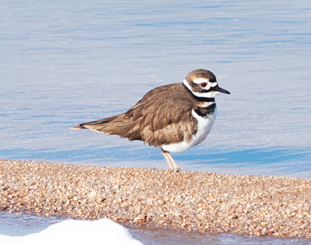 Killdeer - ML646410172