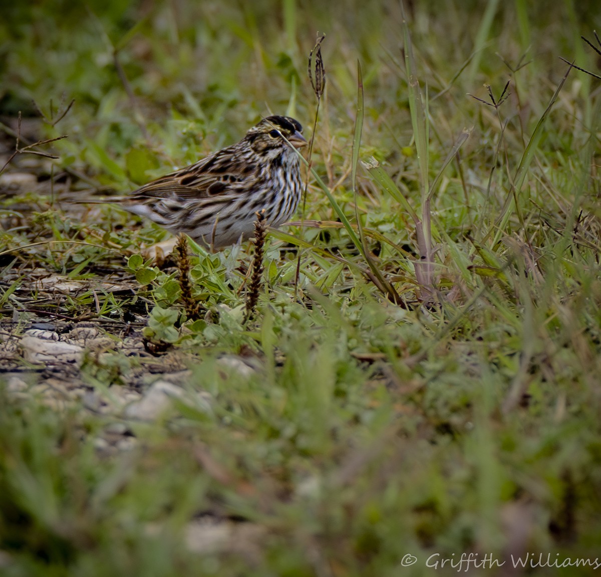 Savannah Sparrow - ML646410173