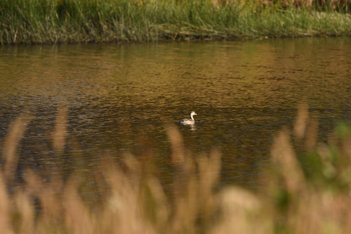 Пірникоза сивоголова - ML646410174