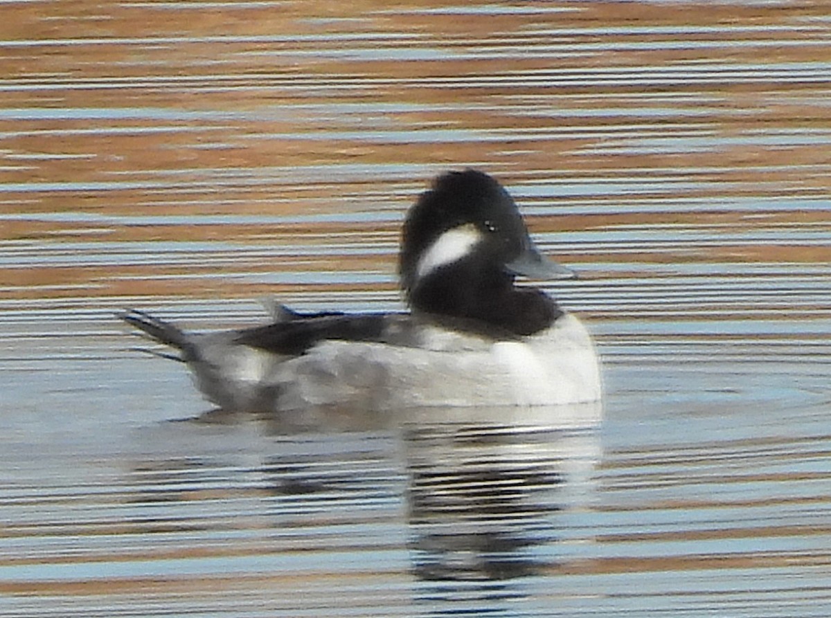 Bufflehead - ML646410175