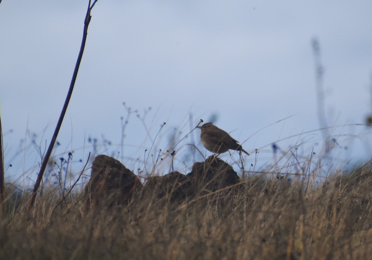 Thekla's Lark - ML646410179