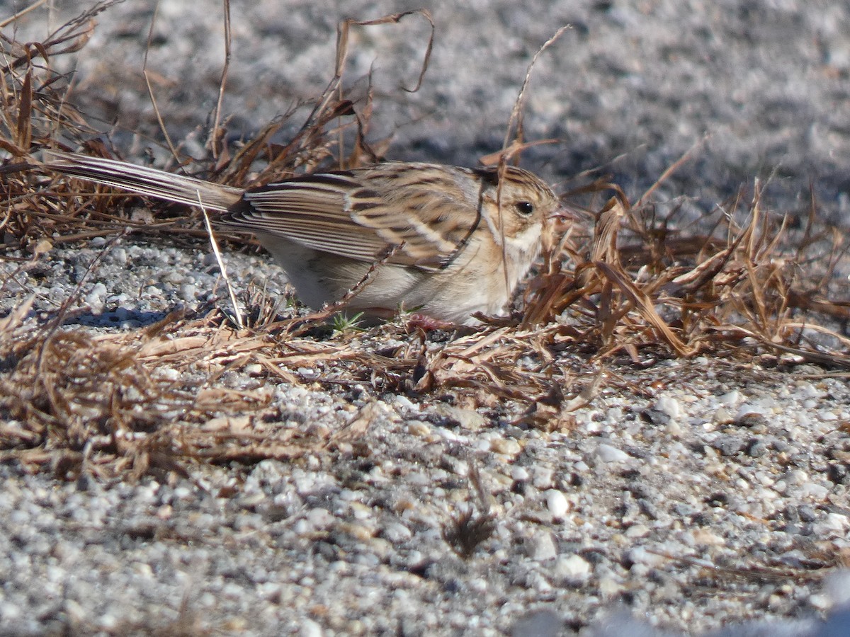 Clay-colored Sparrow - ML646410180