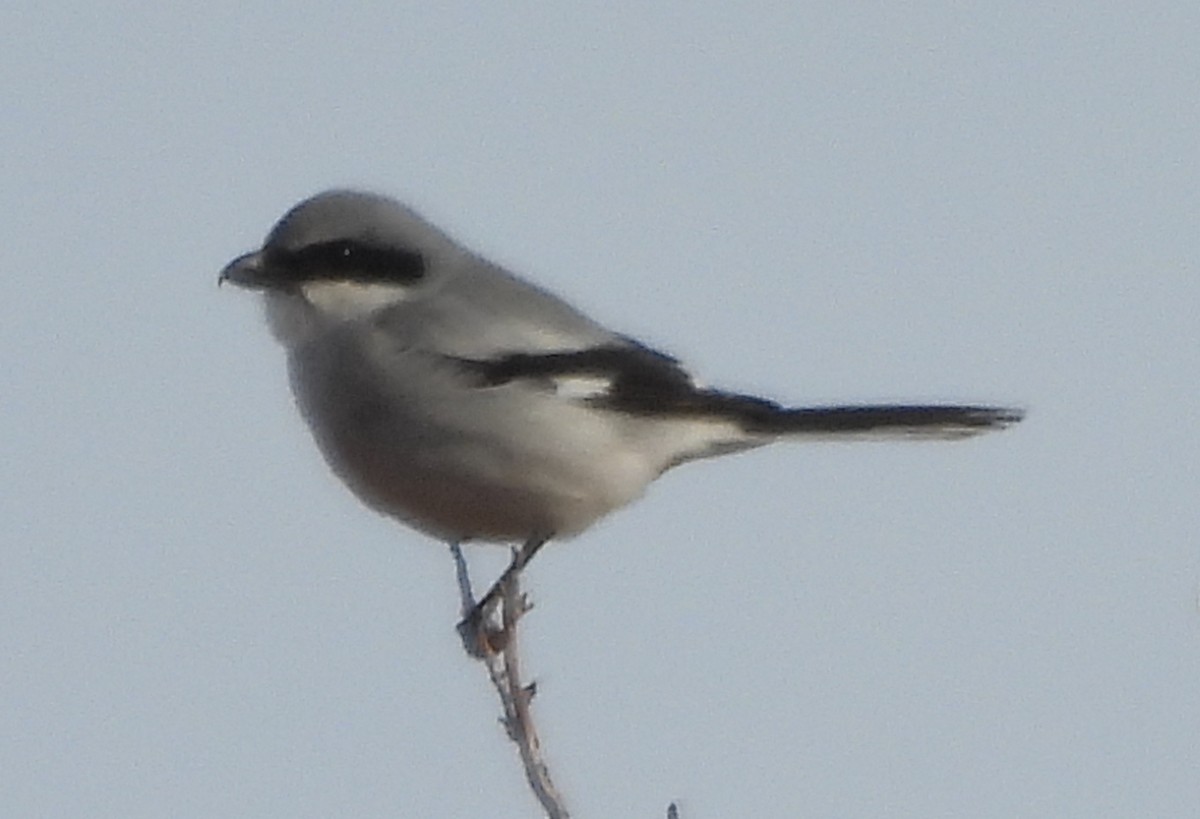 Loggerhead Shrike - ML646410181