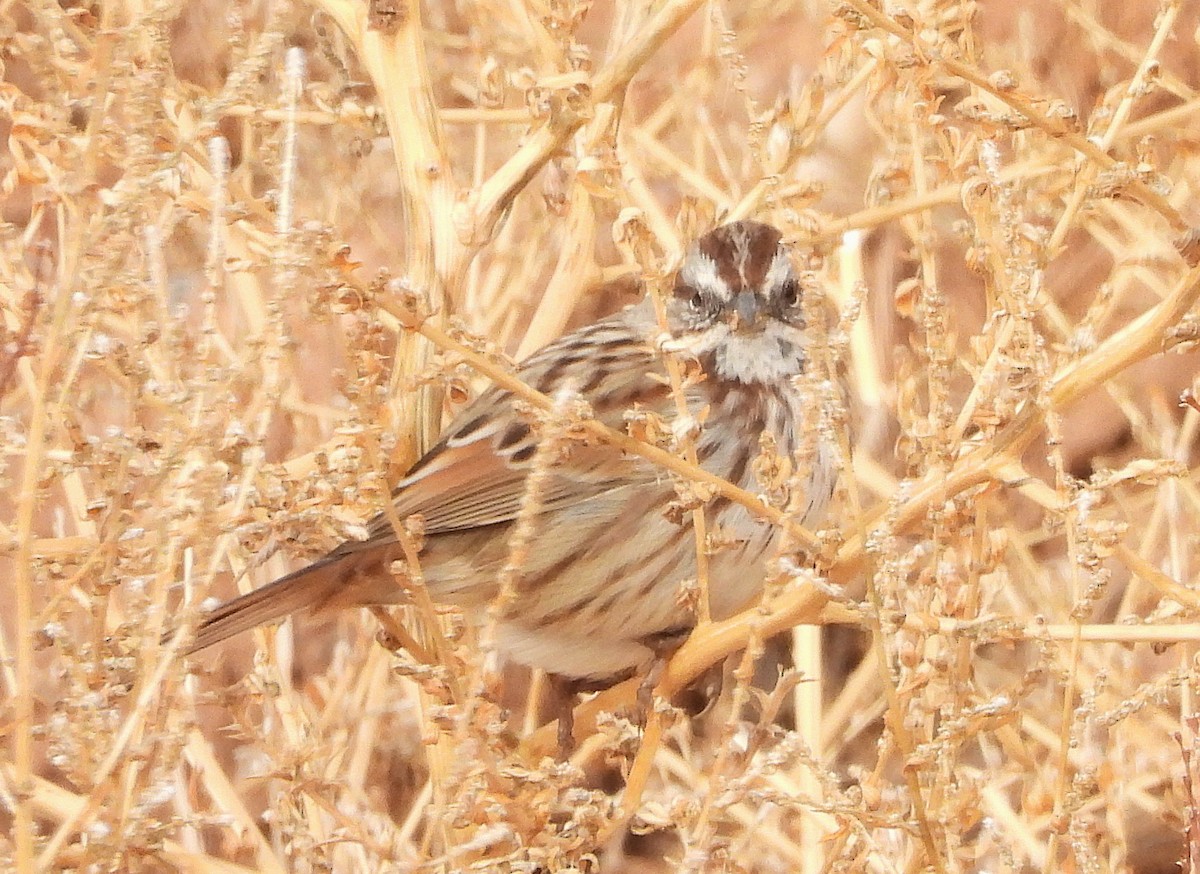 Song Sparrow - ML646410183