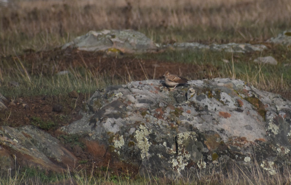 Thekla's Lark - ML646410184