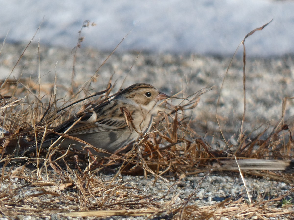 Clay-colored Sparrow - ML646410186