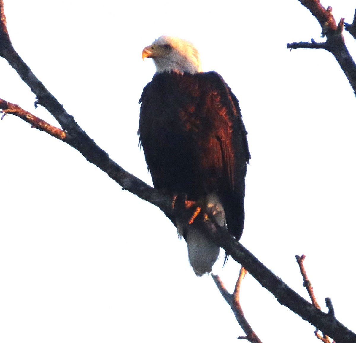 Bald Eagle - ML646410187