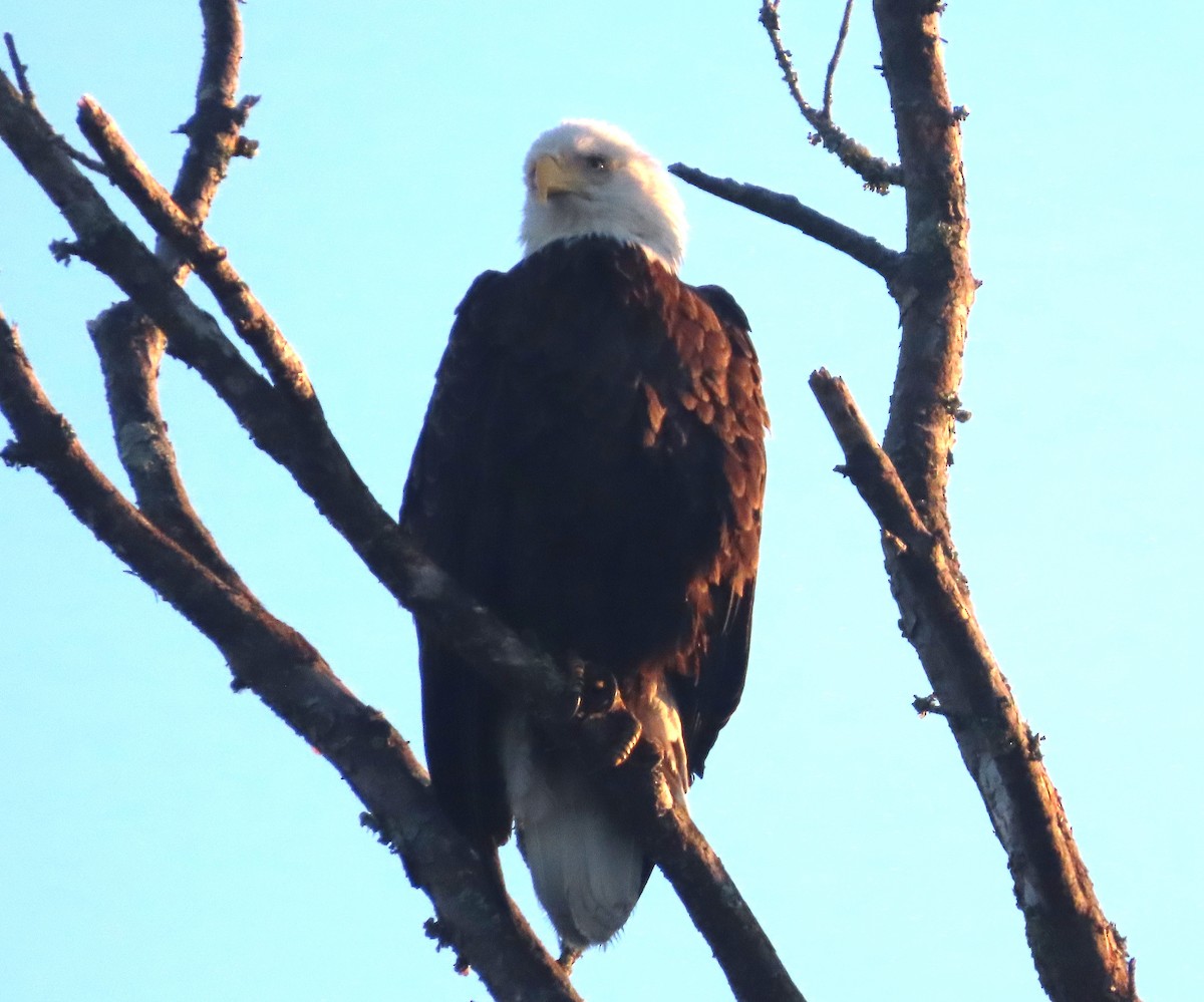 Bald Eagle - ML646410188