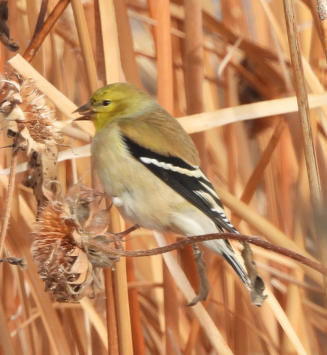 American Goldfinch - ML646410190